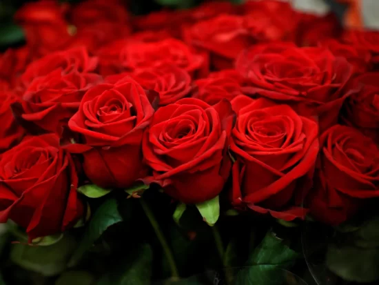 Different Types of Roses & Rose bouquets: An Ultimate Guide to Growing Your Beauty